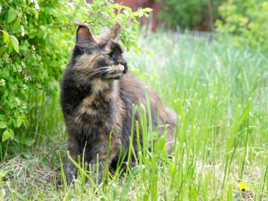 Parlak yeşil çimlerde bir bahçede