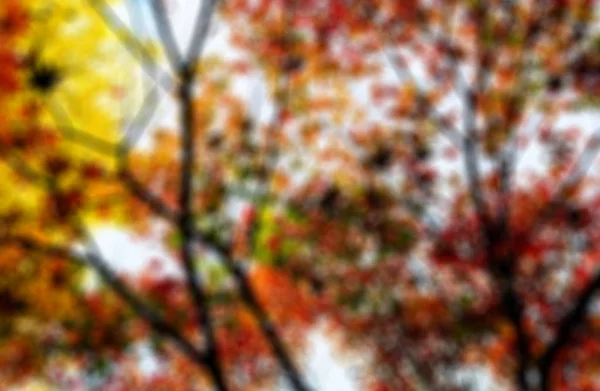Hojas de otoño brillantes en el entorno natural — Foto de Stock