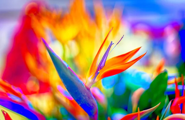 Crane Flower or Bird of Paradise — Stock Photo, Image