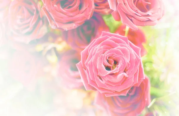 พื้นหลังดอกไม้ที่สวยงาม / วอลล์เปเปอร์ที่ทําด้วยตัวกรองสี — ภาพถ่ายสต็อก