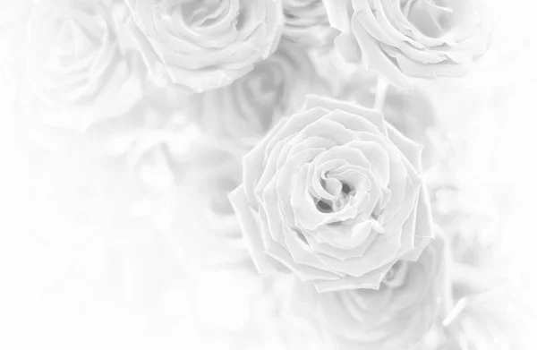 Beautiful flower background / wallpaper made with color filters — Stock Photo, Image