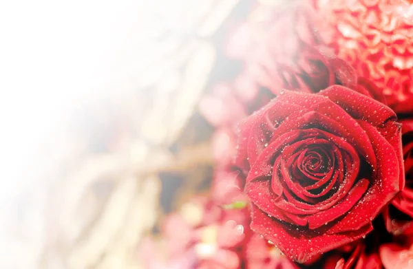 Hermoso fondo de flores / fondo de pantalla hecho con filtros de color — Foto de Stock