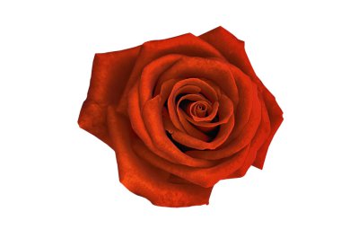 kırmızı gül beyaz arkaplanda izole