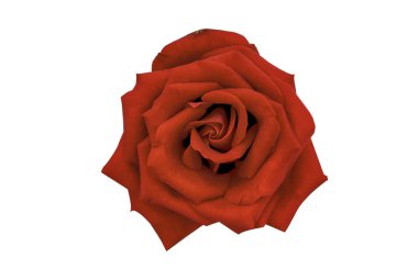 kırmızı gül beyaz arkaplanda izole