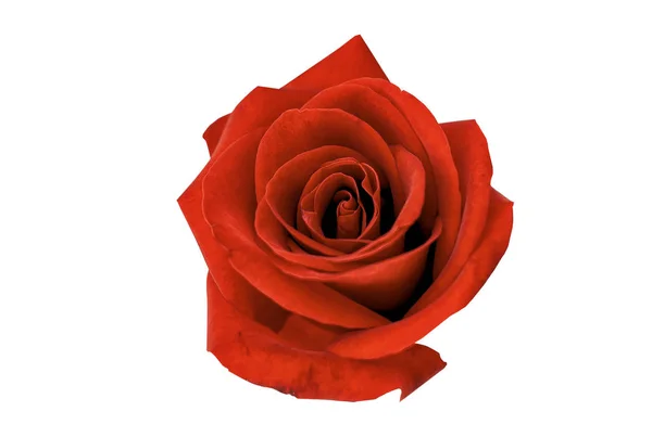 Rosa roja aislada sobre fondo blanco — Foto de Stock