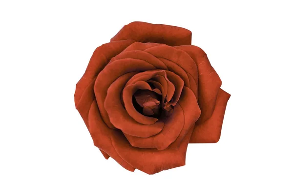 Rose rouge isolée sur fond blanc — Photo