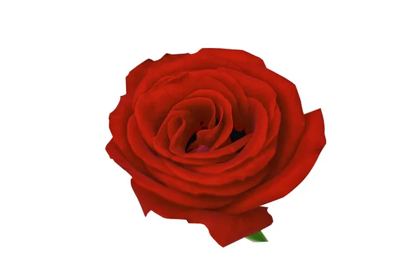 Червона троянда ізольована на білому тлі — стокове фото