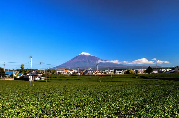 Saftige grüne Teefelder am Fuße des Mt. fuji — Stockfoto