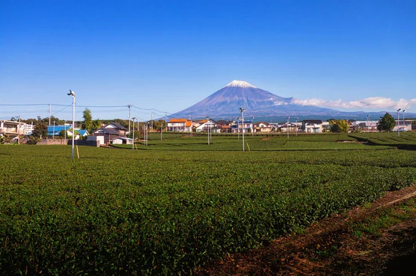 Ljuvlig grönt te fält vid foten av Mt. Fuji — Stockfoto