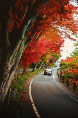 Düşmüş kırmızı akçaağaç hat sessiz bir yol kenarına bir sonbahar afternoo yaprakları