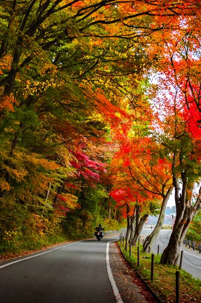 Fallen red maple leaves line the edge of a quiet road on an autumn afternoo