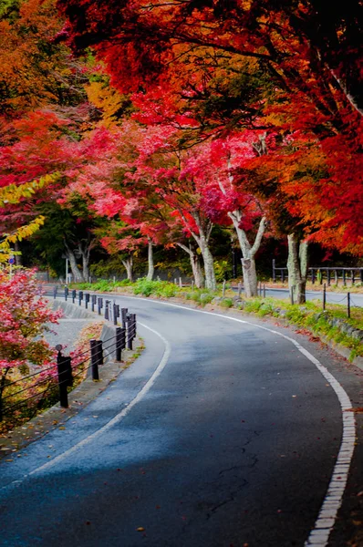 Des feuilles d'érable rouge tombées bordent le bord d'une route tranquille un après-midi d'automne — Photo