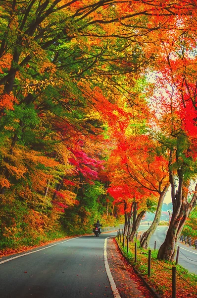 Herabfallende rote Ahornblätter säumen an einem Herbstnachmittag den Rand einer ruhigen Straße. — Stockfoto