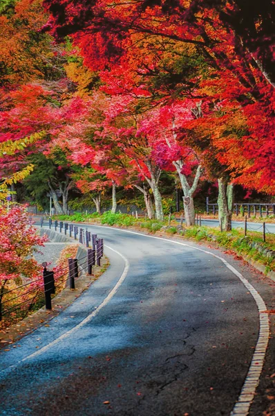 Des feuilles d'érable rouge tombées bordent le bord d'une route tranquille un après-midi d'automne — Photo