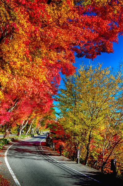 Le foglie di acero rosso cadute costeggiano il bordo di una strada tranquilla in un pomeriggio autunnale — Foto Stock