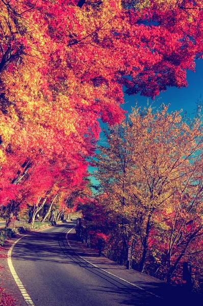 Le foglie di acero rosso cadute costeggiano il bordo di una strada tranquilla in un pomeriggio autunnale — Foto Stock