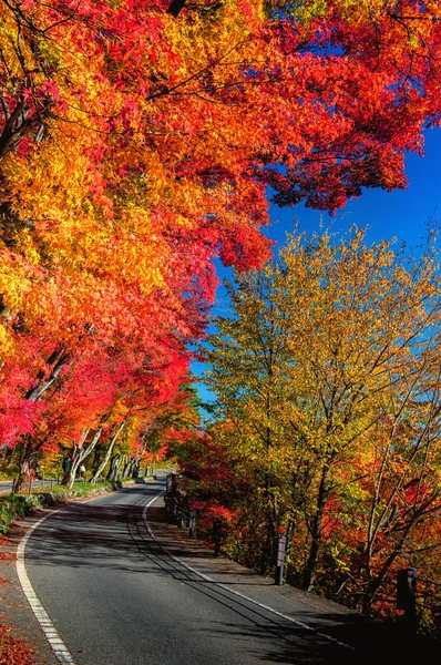 Le foglie di acero rosso cadute costeggiano il bordo di una strada tranquilla in un pomeriggio autunnale — Foto Stock
