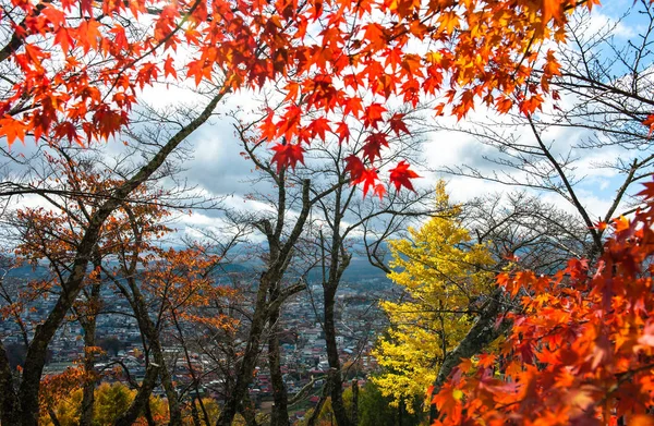 Bela floresta de outono laranja e vermelha — Fotografia de Stock