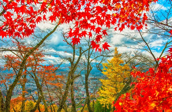 Schöner orange und roter Herbstwald — Stockfoto