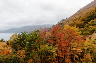 Güzel turuncu ve kızıl sonbahar ormanı