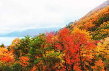 Güzel turuncu ve kızıl sonbahar ormanı