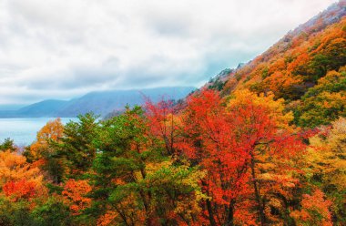 Güzel turuncu ve kızıl sonbahar ormanı