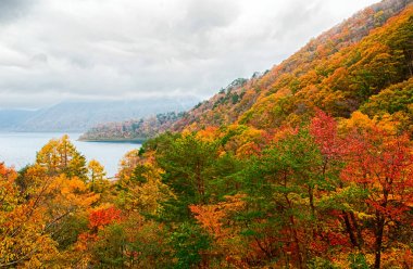 Güzel turuncu ve kızıl sonbahar ormanı
