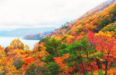 Güzel turuncu ve kızıl sonbahar ormanı