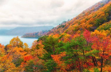 Güzel turuncu ve kızıl sonbahar ormanı