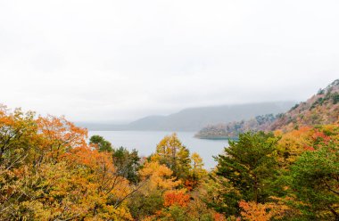 Güzel turuncu ve kızıl sonbahar ormanı
