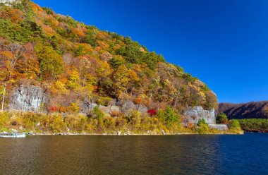 Güzel turuncu ve kızıl sonbahar ormanı