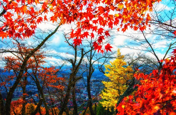 Belle forêt d'automne orange et rouge — Photo