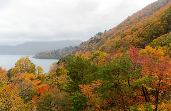 Güzel turuncu ve kızıl sonbahar ormanı