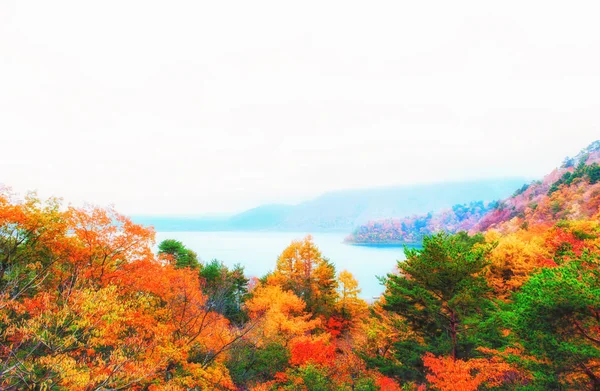 Schöner orange und roter Herbstwald — Stockfoto