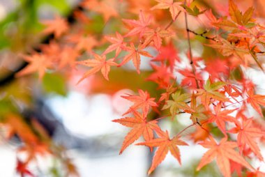 fal güzel akçaağaç yaprakları