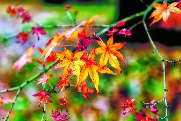 Hermosas hojas de arce en el fal — Foto de Stock