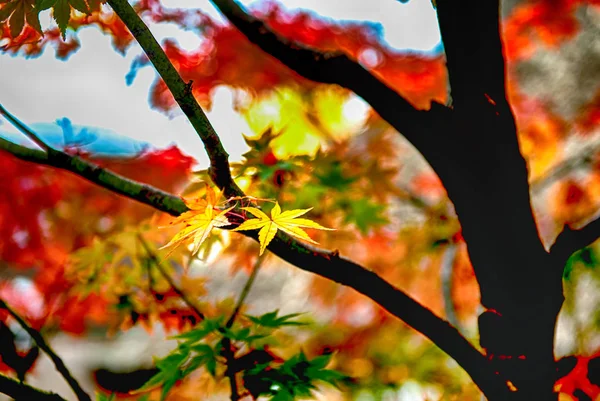 Hermosas hojas de arce en el fal —  Fotos de Stock