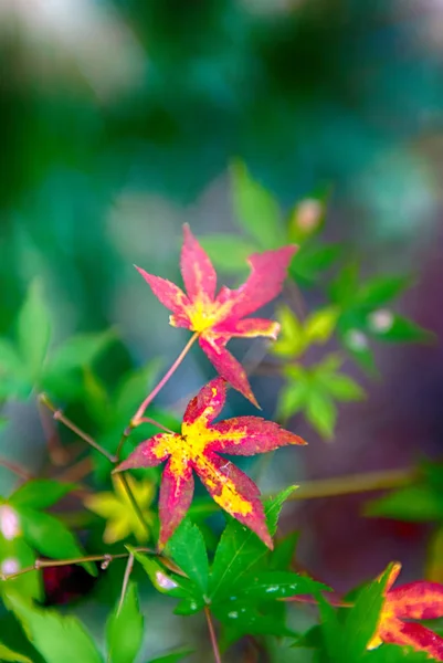 Hermosas hojas de arce en el fal — Foto de Stock