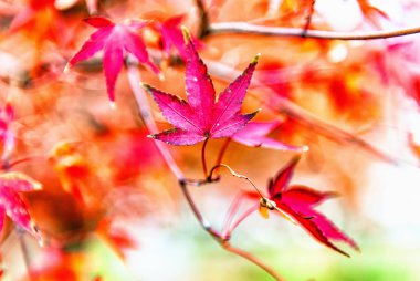 fal güzel akçaağaç yaprakları