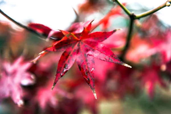 Belles feuilles d'érable dans le fal — Photo