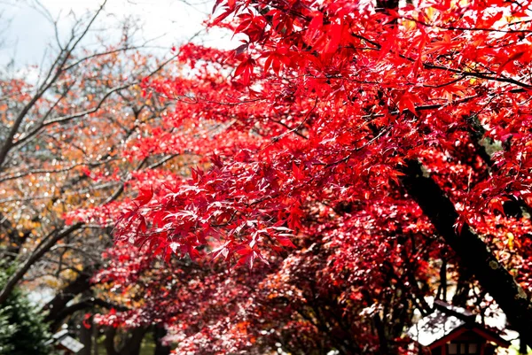 Belles feuilles d'érable dans le fal — Photo