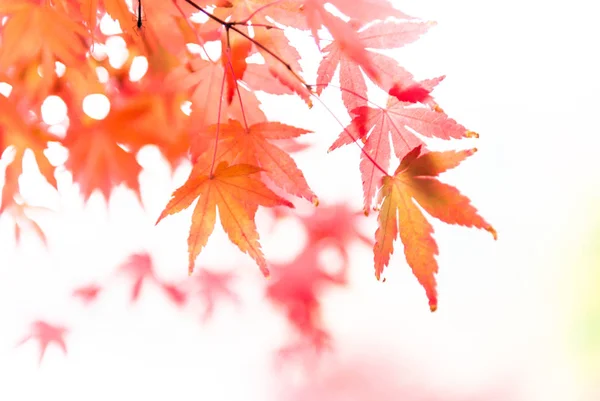 Piękny klon liści w fal — Zdjęcie stockowe