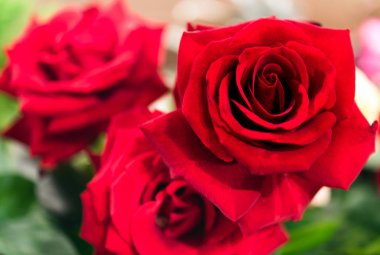 güzel güller çiçek