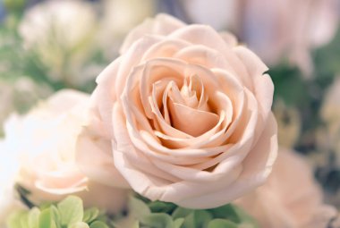 güzel güller çiçek