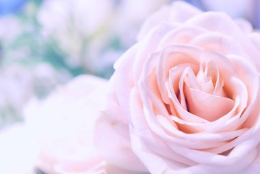 güzel güller çiçek