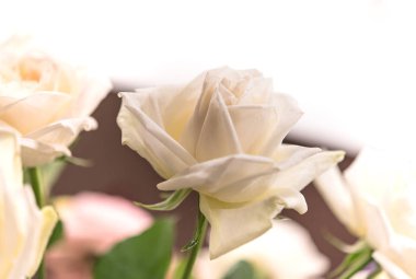 güzel güller çiçek