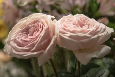 güzel güller çiçek