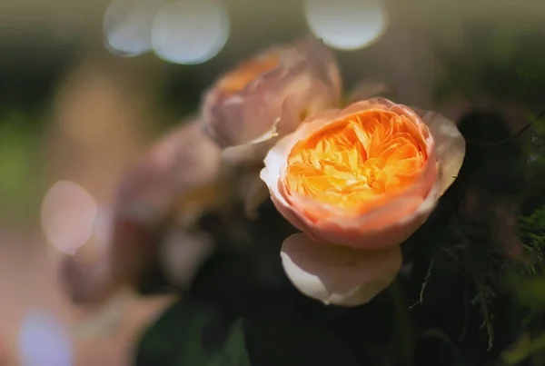 Beautiful roses flower — Stock Photo, Image