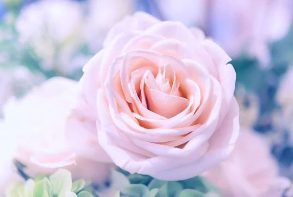 ดอกกุหลาบที่สวยงาม — ภาพถ่ายสต็อก