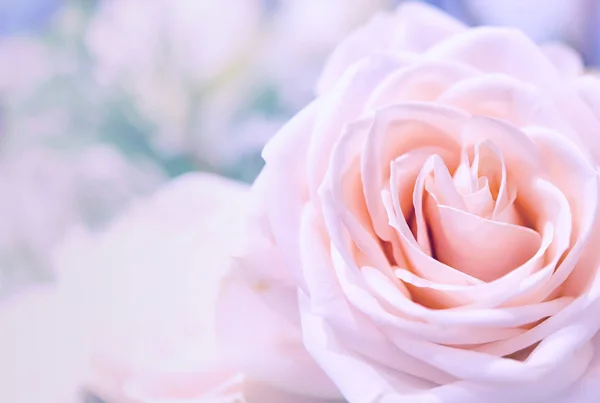 Hermosas rosas flor — Foto de Stock